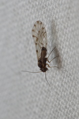 Lachesilla nubilis