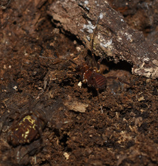 Paramitraceras