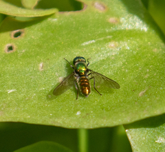 Sargus viridis