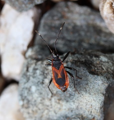 Dindymus circumcinctus