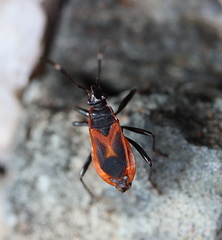 Dindymus circumcinctus