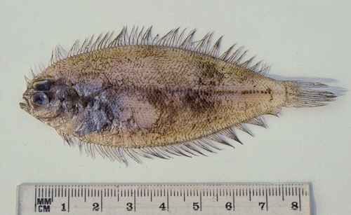 Crested flounder (Lophonectes gallus) — Bothidae — 4