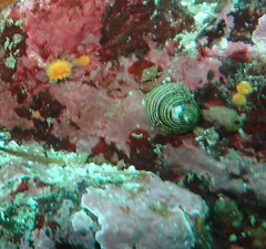 Calliostoma ligatum