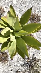 Agave eggersiana