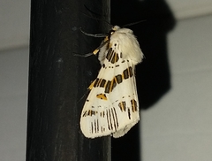 Isia alcumena
