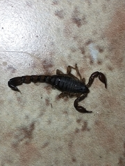 Bothriurus cordubensis