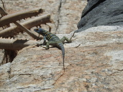 Petrosaurus thalassinus