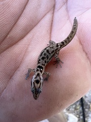 Sphaerodactylus macrolepis