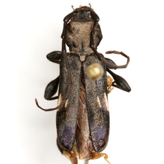 Physocnemum brevilineum