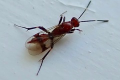 Fustiserphus longiceps