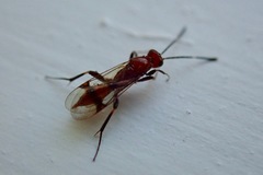 Fustiserphus longiceps