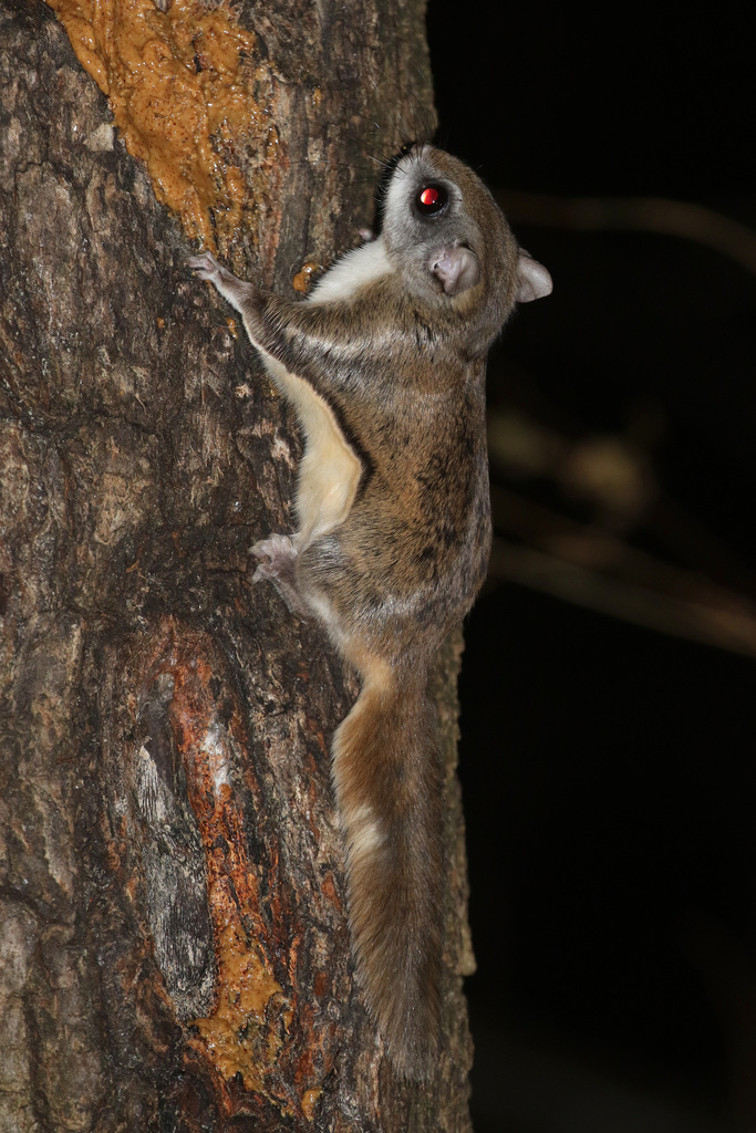 Camera Traps Capture Rare Flying Squirrel in Chicago