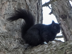 Sciurus carolinensis