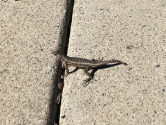 Sceloporus occidentalis