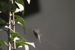 Saucerottia beryllina