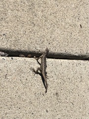 Sceloporus occidentalis
