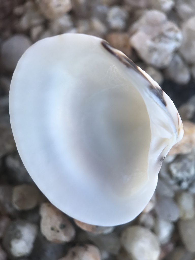 Veneroidea
