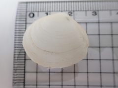 Pseudarcopagia disculus