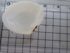 Pseudarcopagia disculus