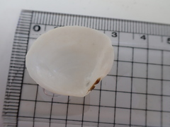 Pseudarcopagia disculus