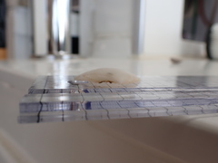 Pseudarcopagia disculus