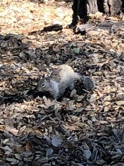 Otospermophilus beecheyi