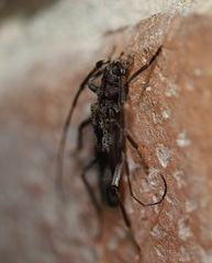 Diotimana undulata