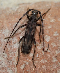 Diotimana undulata