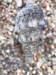 Cerithium maculosum