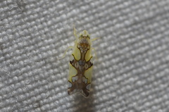 Protalebrella conica