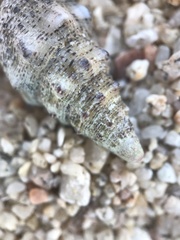 Cerithium maculosum