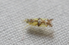 Protalebrella conica