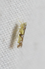 Protalebrella conica