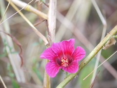 Hibiscus