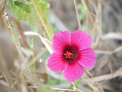 Hibiscus
