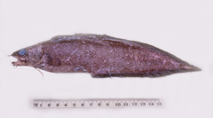 Brotula multibarbata