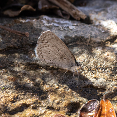 Celastrina echo cinerea