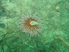Urticina piscivora