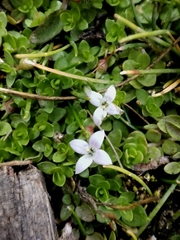 Oldenlandia salzmannii