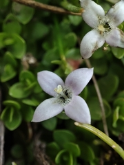 Oldenlandia salzmannii