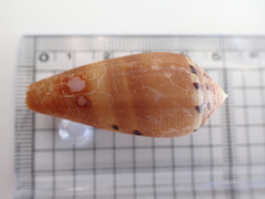 Conus circumcisus