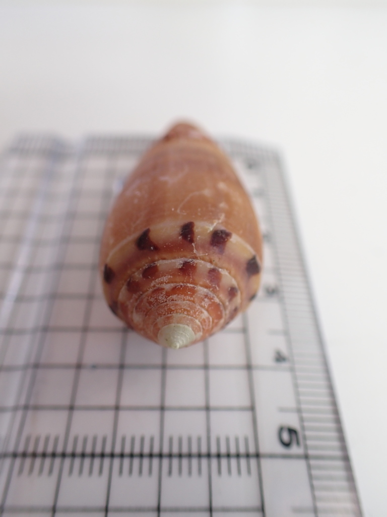 Circumcision cone