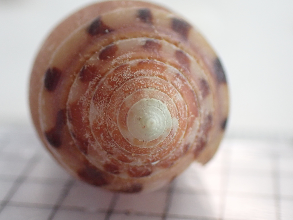 Circumcision cone