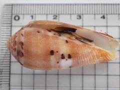 Conus circumcisus
