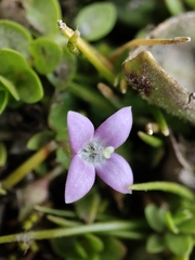 Oldenlandia salzmannii