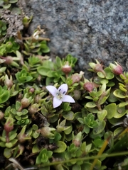 Oldenlandia salzmannii
