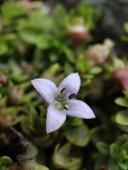 Oldenlandia salzmannii