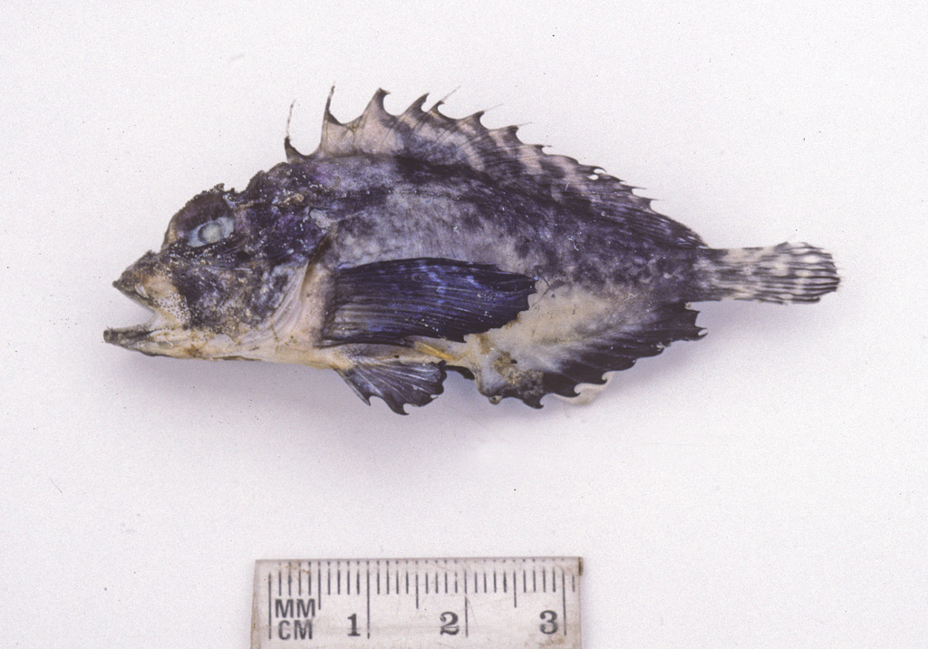 Blackbanded Waspfish