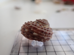 Modelia granosa