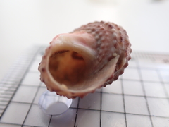 Modelia granosa